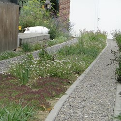 Karrenspoor